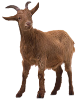 animals & Goat free transparent png image.