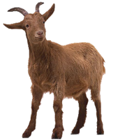 animals & goat free transparent png image.