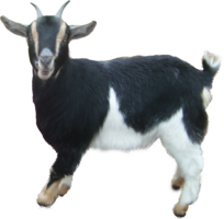 animals & goat free transparent png image.