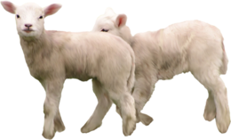 animals & goat free transparent png image.