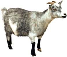 animals & Goat free transparent png image.