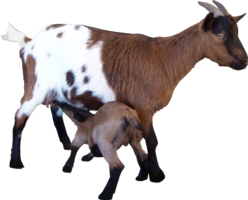 animals & Goat free transparent png image.