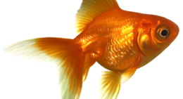 animals & goldfish free transparent png image.