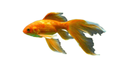 animals & Goldfish free transparent png image.