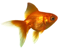 animals & goldfish free transparent png image.