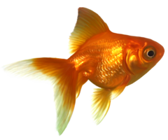 animals & Goldfish free transparent png image.