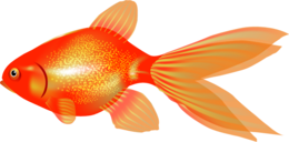 animals & goldfish free transparent png image.