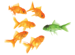 animals & goldfish free transparent png image.