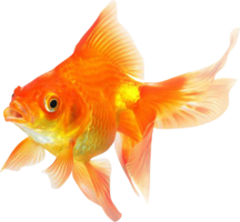 animals & Goldfish free transparent png image.