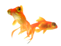 animals & goldfish free transparent png image.