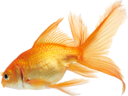 animals & goldfish free transparent png image.