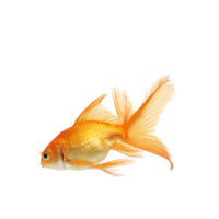 animals & goldfish free transparent png image.