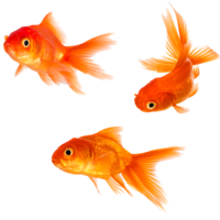 Goldfish&animals png image