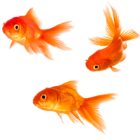 animals & goldfish free transparent png image.