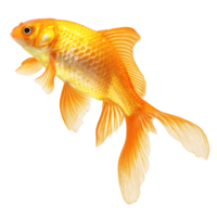 animals & goldfish free transparent png image.