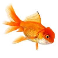 animals & goldfish free transparent png image.