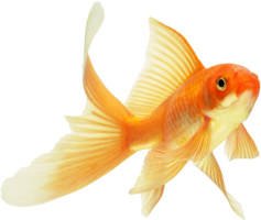 animals & goldfish free transparent png image.