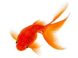 animals & Goldfish free transparent png image.