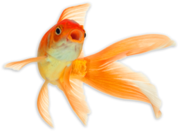 animals & goldfish free transparent png image.