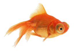 animals & goldfish free transparent png image.