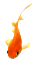 animals & goldfish free transparent png image.