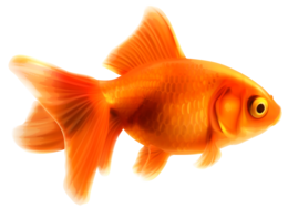 animals & goldfish free transparent png image.