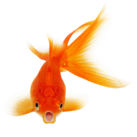 animals & Goldfish free transparent png image.