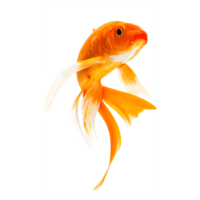 animals & goldfish free transparent png image.