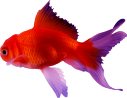 animals & Goldfish free transparent png image.