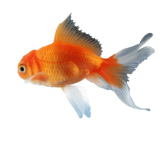 animals & goldfish free transparent png image.