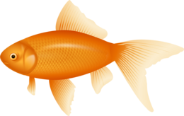 animals & Goldfish free transparent png image.