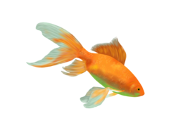 animals & Goldfish free transparent png image.