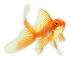 animals & Goldfish free transparent png image.