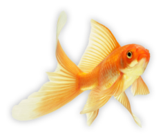 animals & goldfish free transparent png image.