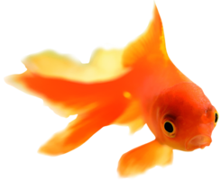 animals & goldfish free transparent png image.