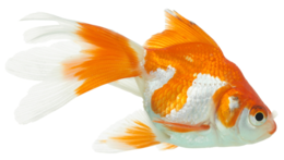 animals & Goldfish free transparent png image.