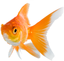 animals & Goldfish free transparent png image.