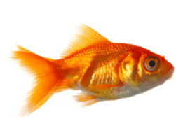 animals & goldfish free transparent png image.