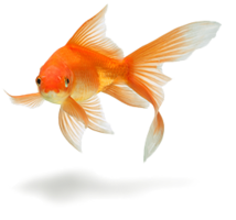 animals & Goldfish free transparent png image.