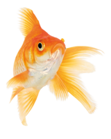 animals & Goldfish free transparent png image.