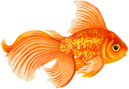 animals & goldfish free transparent png image.