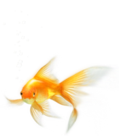 animals & Goldfish free transparent png image.