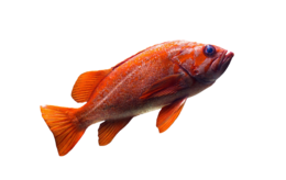 animals & Goldfish free transparent png image.