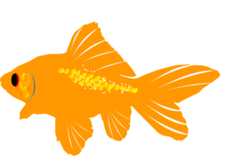 animals & Goldfish free transparent png image.