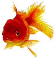 animals & Goldfish free transparent png image.