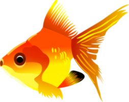 animals & Goldfish free transparent png image.