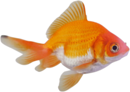 animals & goldfish free transparent png image.