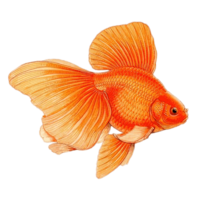 animals & Goldfish free transparent png image.