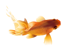 animals & goldfish free transparent png image.