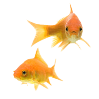 animals & goldfish free transparent png image.